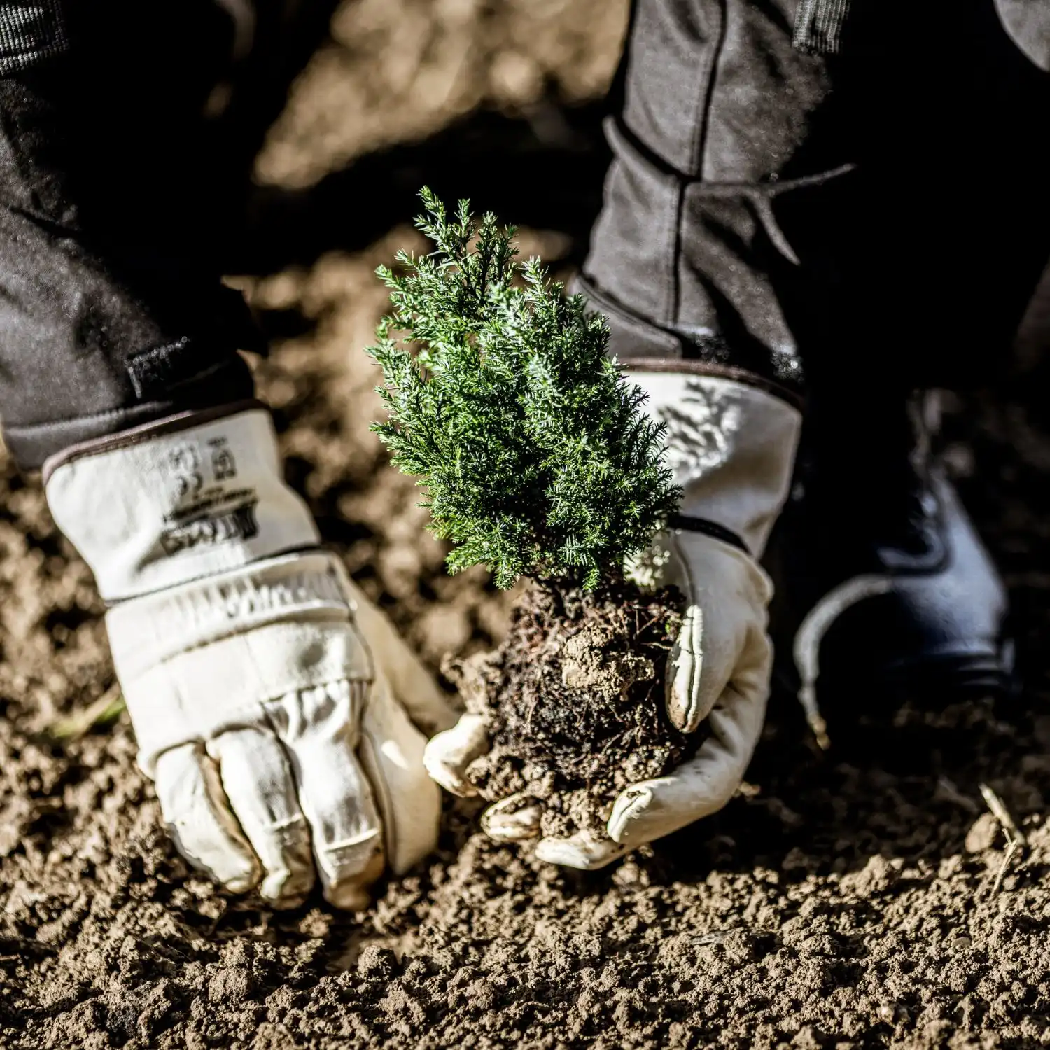 Rindvollleder-Arbeitshandschuhe "1403BV" Größe 10 - Thumbnail 2